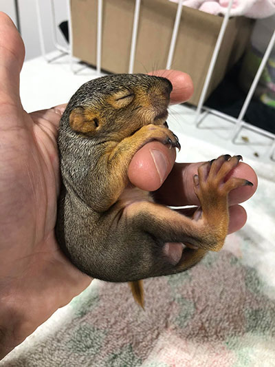 Baby-squirrel-crop.jpg